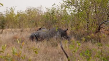 A wide shot showing rhinos resting peacefully in between bushes during daytime