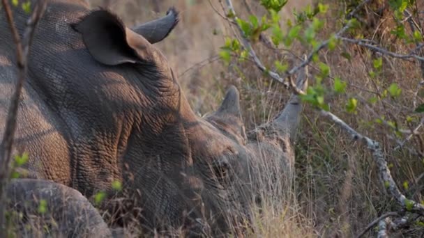 Close Shot Rhino Resting Ground Bushes Daytime — 图库视频影像