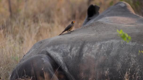 Желтоклювый Бычок Который Днем Сидит Теле Носорога — стоковое видео