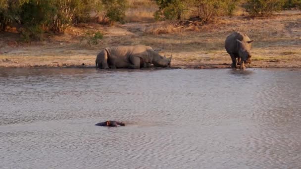 Wide Shot One Rhino Submerged Water Two Rhinos Staying Land — 图库视频影像