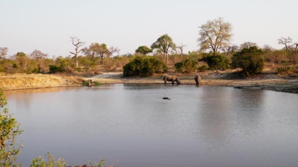 Wide Shot Safari Landscape Rhinos Staying Water Daytime — Vídeos de Stock