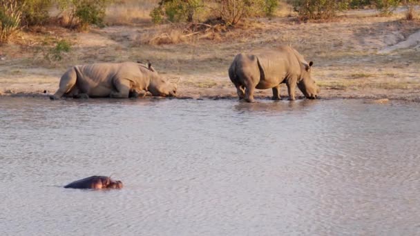 Tiro Ancho Rinoceronte Sumergido Agua Dos Rinocerontes Que Permanecen Una — Vídeos de Stock