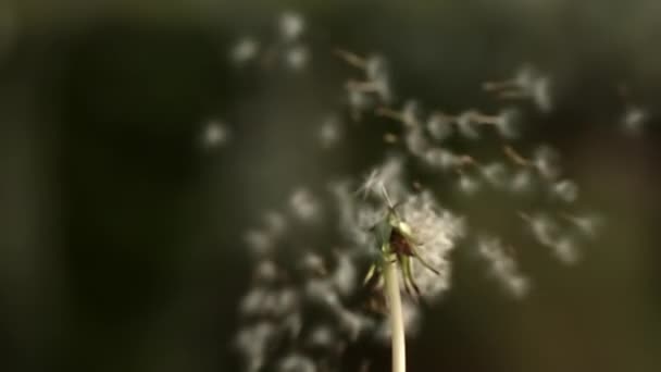 Close Shot Dandelions Seed Dispersing Instantly Air — 图库视频影像