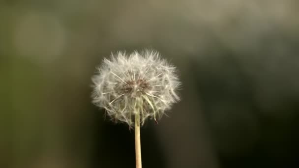 Close Shot Dandelion Dispersing Air Slowly Due Wind — 图库视频影像