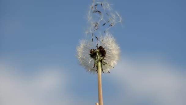 Close Shot Video Dandelion Slowly Dispersing Air — Vídeos de Stock