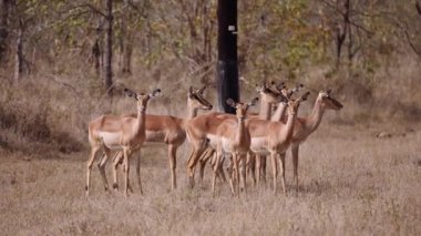 Herd, Antelope, Safari, Wildlife, South Africa
