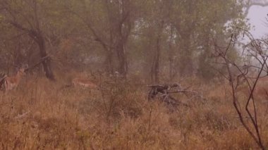 Dawn, Antelopes, Savannah, Safari, South Africa