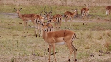 Antilop, Herd, Savannah, Güney Afrika, Vahşi Yaşam