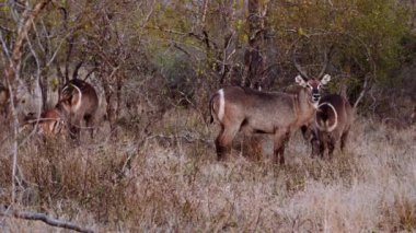 Waterbuck, Herd, Savannah, South Africa, Grazing