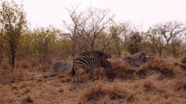 Grazing, Wildlife, Zebra, Safari, South Africa