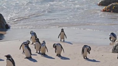African Penguins, Colony, Sea, Boulders Beach, South Africa