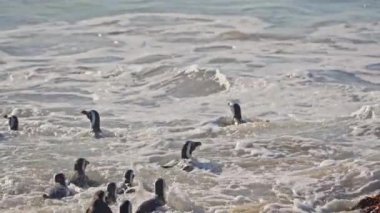 Afrika Penguenleri, Yüzme, Deniz, Boulders Sahili, Güney Afrika