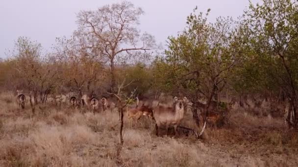 Antelopes Юар Safari Wildlife Nature — стоковое видео