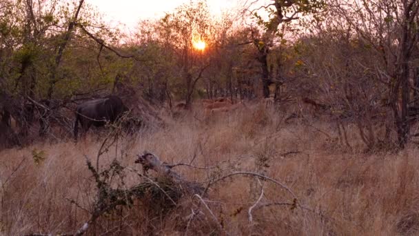 Coucher Soleil Wildebeest Antelope Afrique Sud Safari — Video