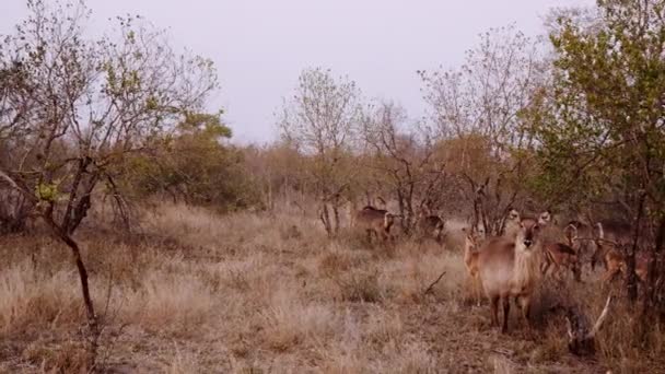 Antelopes Herd South Africa Safari Wildlife — Video Stock
