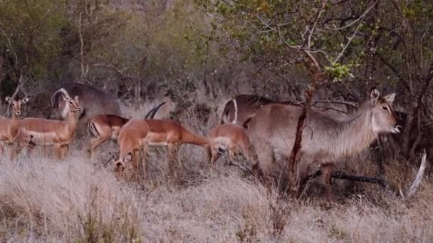 Antiloplar Herd Safari Güney Afrika Vahşi Yaşam — Stok video