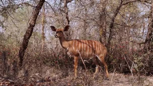Afrique Sud Antilope Rayé Safari Faune Flore Sauvages — Video