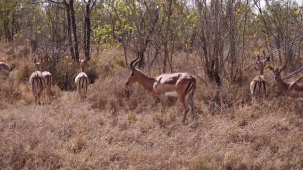 Antelopes Horns Grazing South Africa Wildlife — Stock Video