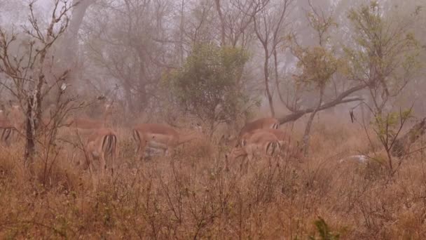 Brume Troupeau Antilopes Afrique Sud Savane — Video