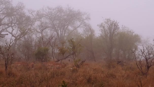 Niebla Antílopes Rebaño Savannah Sudáfrica — Vídeos de Stock