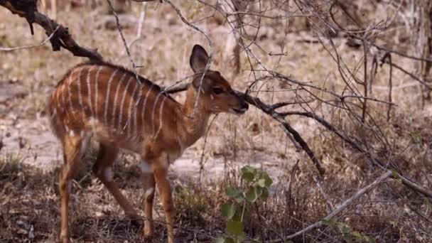 Young Antelope Savannah South Africa Wildlife — стокове відео