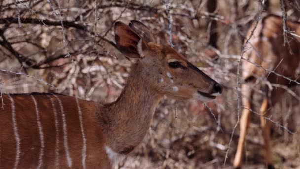Antelope Savannah Striped South Africa Wildlife — стокове відео