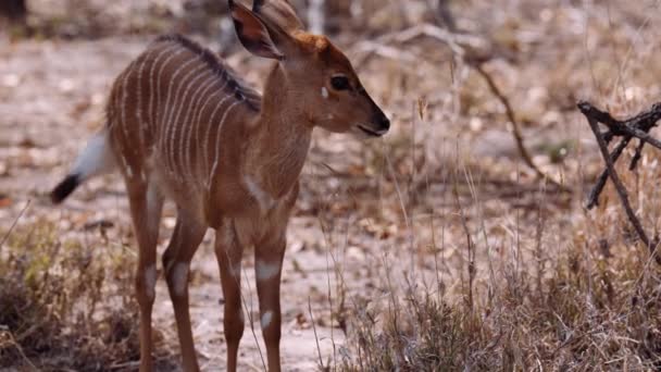 Calf Antelope Savannah South Africa Wildlife — стокове відео
