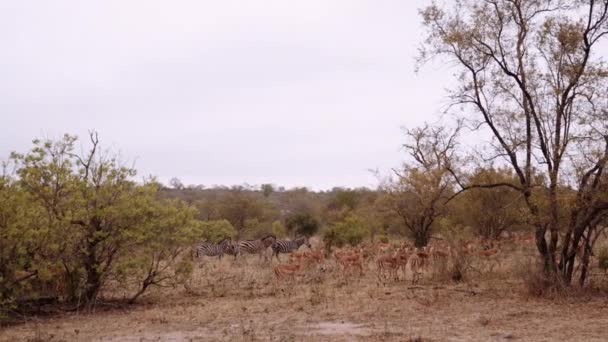 Antelopes Zebra Herd Savannah Νότια Αφρική — Αρχείο Βίντεο