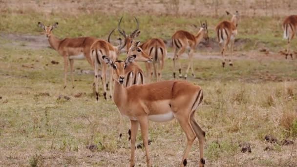 Antelope Herd Savannah South Africa Wildlife — Stok video