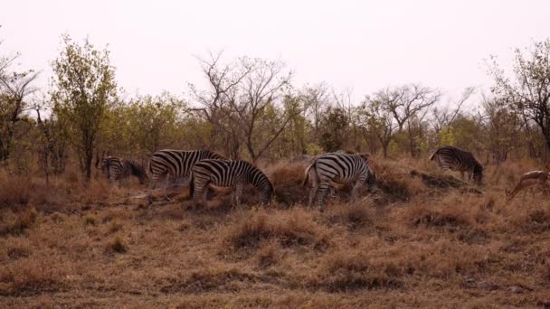 Zebra Herd Grazing Savanna South Africa — стокове відео