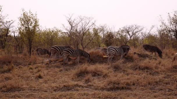 Zebras Grazing Group Savannah South Africa — стокове відео