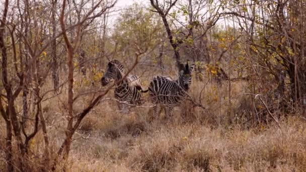 Zebras Savannah Safari Wildlife Jihoafrická Republika — Stock video