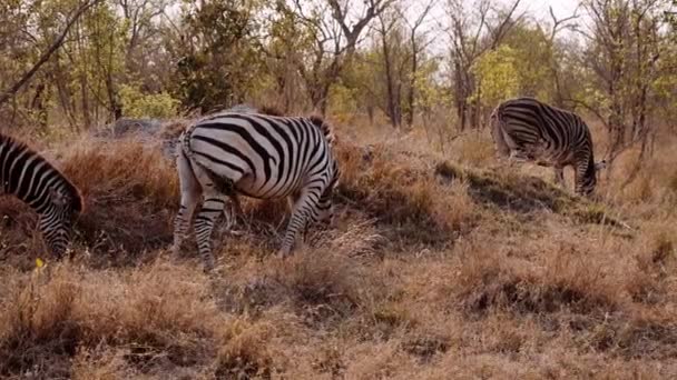 Zebras Antelope Savannah Wildlife South Africa — стокове відео