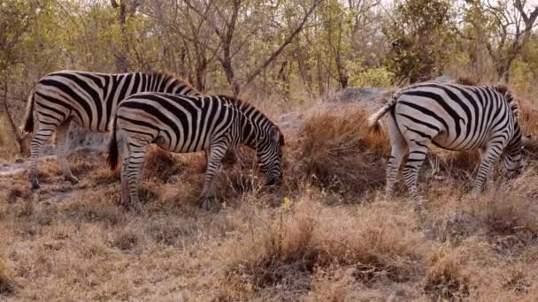Striped Zebras Wildlife South Africa Savannah — стоковое видео