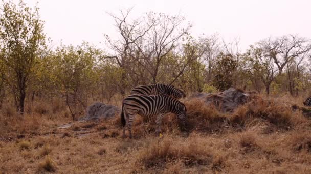 Grazen Wilde Dieren Planten Zebra Safari Zuid Afrika — Stockvideo