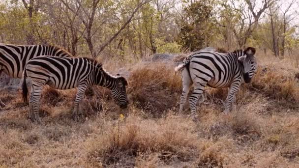 Zebras Feeding Savannah South Africa Safari — 비디오
