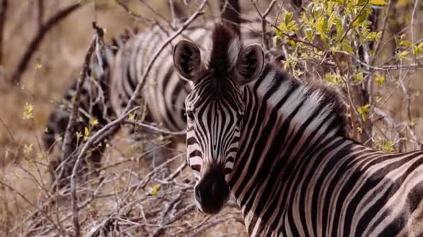 Zebra Portrait 南アフリカ ストリップ サファリ — ストック動画