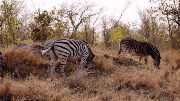 Zebras Grazing South Africa Safari Savannah — 비디오