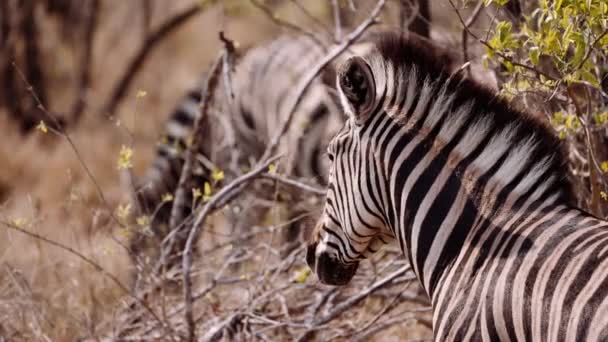 Zebra Mane Striped Safari 南アフリカ — ストック動画