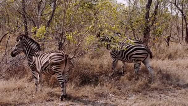 ゼブラ 南アフリカ サバンナ 野生動物 — ストック動画