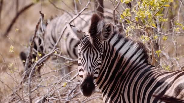 Zebra Mane South Africa Striped Safari — ストック動画