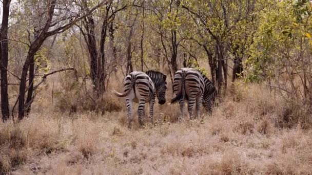 Zebras Tail Grazing Savannah South Africa — 비디오