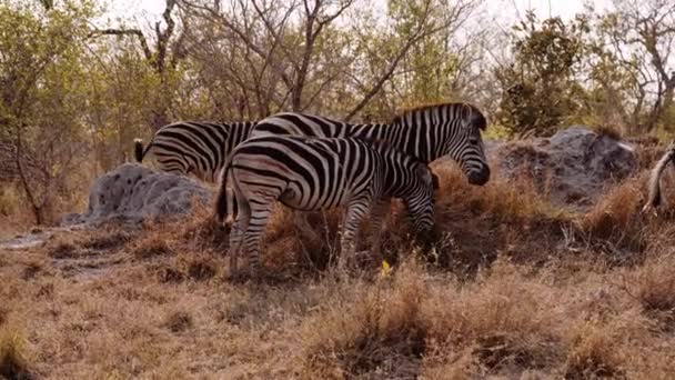 Savannah Zebras Grazing South Africa Safari — Stok Video