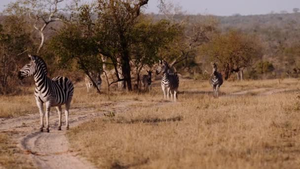 Three Zebras Savannah Standing South Africa — Vídeo de stock