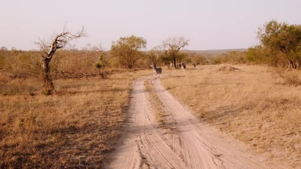 Three Zebras Savannah Dirt Trak Южная Африка — стоковое видео