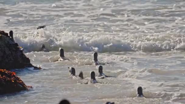 Pinguini Africani Gruppo Nuoto Mare Spiaggia Massi — Video Stock