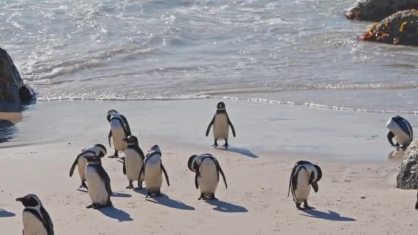 Afrikaanse Pinguïns Kolonie Zee Boulders Beach Zuid Afrika — Stockvideo