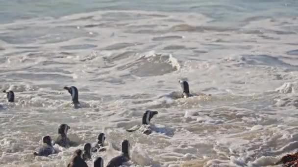 African Penguins Swimming Sea Boulders Beach South Africa — Vídeo de Stock