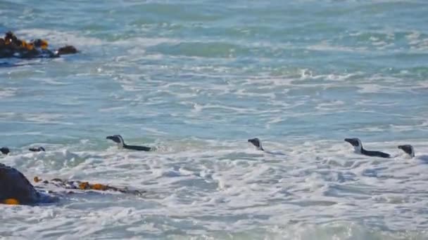 Африканські Пінгвіни Плавучі Води Море Пляж Боулдерс Пар — стокове відео