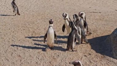 African Penguins, Walking, Group, Boulders Beach, South Africa